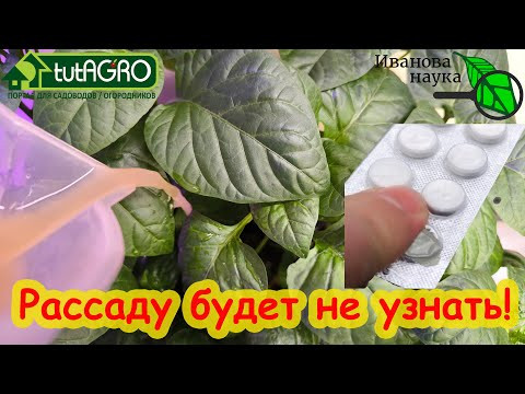 РАССАДУ не узнать от этой ДЕШЕВОЙ подкормки: рассада здоровая, крепкая, коренастая и ничем не болеет РАССАДУ не узнать от этой ДЕШЕВОЙ подкормки: рассада здоровая, крепкая, коренастая и ничем не болеет