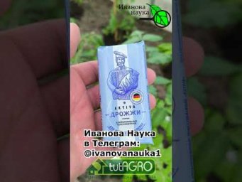 Для максимального урожая!  ДРОЖЖЕВАЯ подкормка: как приготовить удобрение для пышного роста