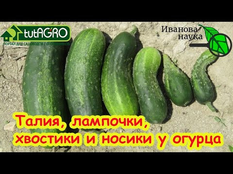 КРИВЫЕ ОГУРЦЫ: подкормки не нужны! Вот почему огурцы растут крючками, как лампочки или с талией. КРИВЫЕ ОГУРЦЫ: подкормки не нужны! Вот почему огурцы растут крючками, как лампочки или с талией.