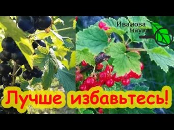 ИЗБАВЬТЕСЬ ОТ ЭТИХ РАСТЕНИЙ В САДУ! От них одни проблемы. Омоложение и ремонт сада.
