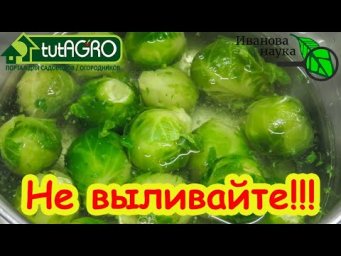 ЧУДО КАПУСТНОГО ОТВАРА: никогда не выливайте отвар овощей. Вот что надо с ним сделать.