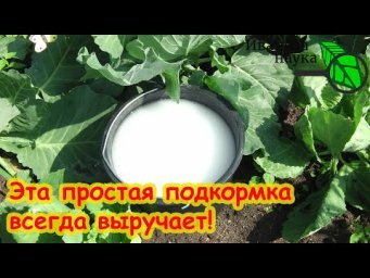 ОБЯЗАТЕЛЬНО ПОДКОРМИТЕ В СЕНТЯБРЕ! Всего 1 полив и кочаны крупные, крепкие, хрустящие без гнили.