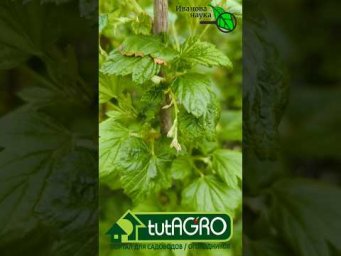 НЕМЕДЛЕННО избавьтесь от таких кустов! Уберите это из сада, пока не поздно. #урожай
