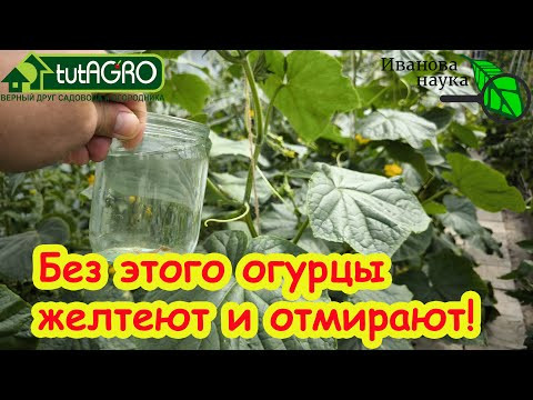 Огурцы без этого не завязываются, желтеют и отмирают! Даю это только пару раз и гребу урожай. Огурцы без этого не завязываются, желтеют и отмирают! Даю это только пару раз и гребу урожай.