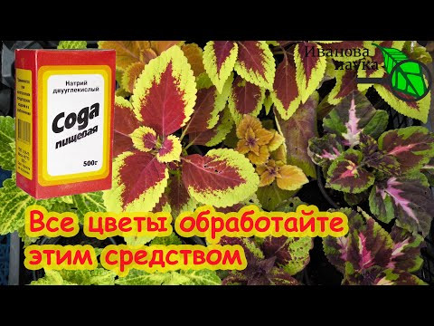 ВСЕ ЦВЕТЫ ПЕРЕЗИМУЮТ БЕЗ ПОТЕРЬ! Вот что надо сделать от мучнистой росы и гнилей корней. ВСЕ ЦВЕТЫ ПЕРЕЗИМУЮТ БЕЗ ПОТЕРЬ! Вот что надо сделать от мучнистой росы и гнилей корней.