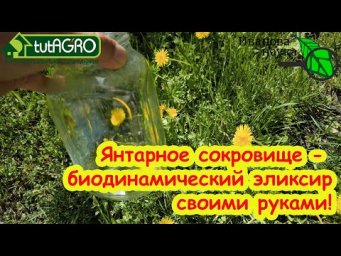 Готовим биодинамический эликсир своими руками. ОДУВАНЧИК - САМОЕ ЦЕННОЕ РАСТЕНИЕ НА УЧАСТКЕ!