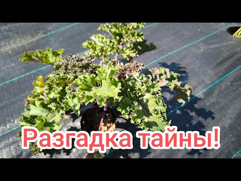 ТЛЯ и ГУСЕНИЦЫ ИСЧЕЗЛИ САМИ СОБОЙ! Ни одной тли и капустной моли на участке! Как так получилось? ТЛЯ и ГУСЕНИЦЫ ИСЧЕЗЛИ САМИ СОБОЙ! Ни одной тли и капустной моли на участке! Как так получилось?