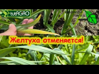 ППОСЛЕ ХОЛОДА ВСЕ ПОЖЕЛТЕЛО. Подкормка против холода. Восстановление растений после возврата холодов