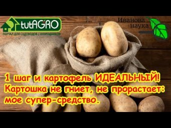 Картошка не гниет, не прорастает: просто ПОСЫПЬТЕ клубни этим порошком и он будет как новый ДО ЛЕТА!