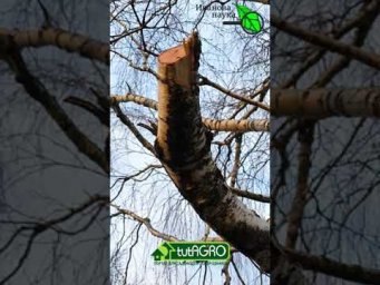 Березовый сок. Birch sap. Ферментация берёзового сока Lactobacillus reuteri. Смотрите описание видео