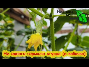 ОГУРЦЫ ПРИНОСЯТ ГОРЬКИЙ УРОЖАЙ? Огурцов мало, горькие, невкусные? Решение ЗДЕСЬ!