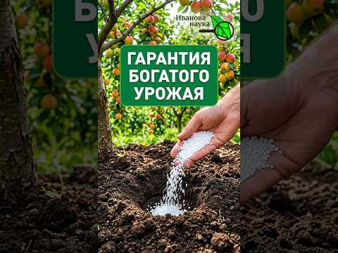 ЛУЧШАЯ ПОДКОРМКА САДА ОСЕНЬЮ! Богатый вкусный урожай ГАРАНТИРОВАН ЛУЧШАЯ ПОДКОРМКА САДА ОСЕНЬЮ! Богатый вкусный урожай ГАРАНТИРОВАН