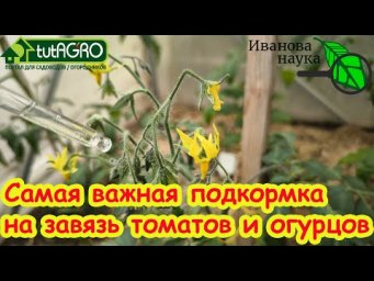БЕЗ БОРА и УДОБРЕНИЙ: ПОДКРМКА № 1 ДЛЯ ЗАВЯЗИ. Ни один цветок не отвалится, завязь не пожелтеет.