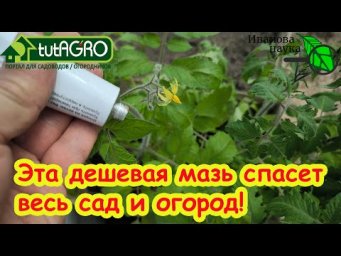ЛИЧИНКИ ХРУЩА, МЕДВЕДКИ и МУРАВЬИ в ТЕПЛИЦЕ и на ГРЯДКАХ: как будем бороться?