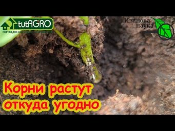 ЗАГЛУБЛЯЙТЕ и ПОДСЫПАЙТЕ КАК ХОТИТЕ. Даже перец и баклажан укореняются при заглублении и подсыпке.