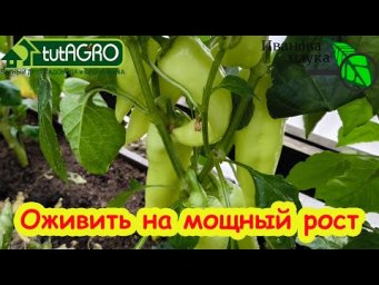 Вот ПОЧЕМУ ПЕРЦЫ НЕ ХОТЯТ РАСТИ, а завязи сохнут и отваливаются. Как оживить перцы на мощный рост.