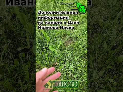 НИ В КОЕМ СЛУЧАЕ НЕ ДЕЛАЙТЕ Это, ЕСЛИ ВАС УКУСИЛ КЛЕЩ! НИ В КОЕМ СЛУЧАЕ НЕ ДЕЛАЙТЕ Это, ЕСЛИ ВАС УКУСИЛ КЛЕЩ!