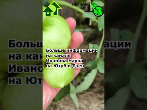 ВЕРШИННАЯ ГНИЛЬ ТОМАТА: почему листьям хватает, а плодам не хватает кальция? ВЕРШИННАЯ ГНИЛЬ ТОМАТА: почему листьям хватает, а плодам не хватает кальция?