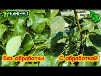 ГРУША ЗАВАЛИТ УРОЖАЕМ, ЕСЛИ СДЕЛАЕТЕ ЭТУ ОБРАБОТКУ! Не пропустите самую важную обработку по листу!