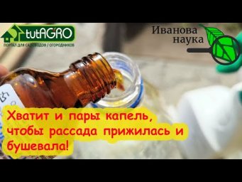 По сравнению с этим средством МЁД - ничто! Сбрызните 1 раз рассаду и даже хилая попрёт в рост.