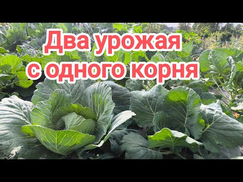 СРЕЗАЙТЕ КАПУСТУ ОСОБЫМ СПОСОБОМ И СОБЕРЁТЕ ДВА УРОЖАЯ! Как собирать две головки с одного корня.