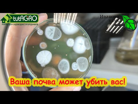 ЧЕГО НЕ ХВАТАЕТ В ПОЧВЕ? Провели анализ и ахнули! Научная пятница - анализ почвы на грибки. ЧЕГО НЕ ХВАТАЕТ В ПОЧВЕ? Провели анализ и ахнули! Научная пятница - анализ почвы на грибки.