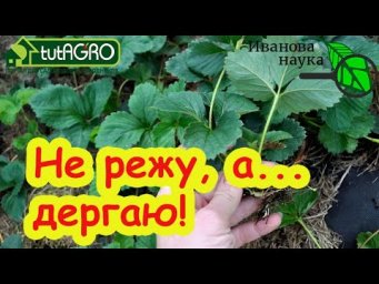 Уход за клубникой в августе: 3 простых шага к огромному урожаю! Ошибки, которые убивают урожай.