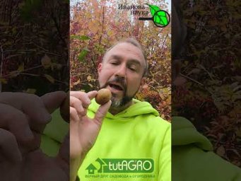 Крепкий орешек! СКОРЛУПА и ПЕРЕГОРОДКИ грецкого ореха: как правильно использовать в саду и огороде.