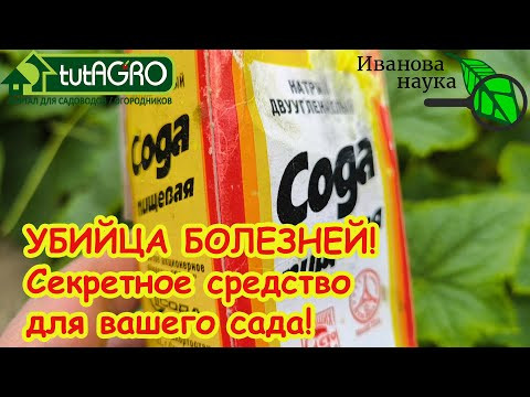 УБИЙЦА БОЛЕЗНЕЙ! Помидоры, огурцы, розы &ndash; все здоровы! Мой секретный рецепт от болезней.