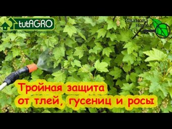 ТЛЯ БОИТСЯ ЭТОГО СРЕДСТВА КАК ОГНЯ. Безопасно для пчел, но губит всех вредителей и мучнистую росу.