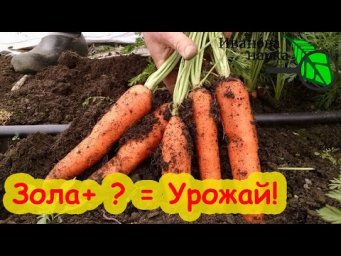 ЛУЧШЕ ЭТОЙ ПОДКОРМКИ НЕТ! Урожай моркови мешками! Финальная подкормка моркови перед уборкой.