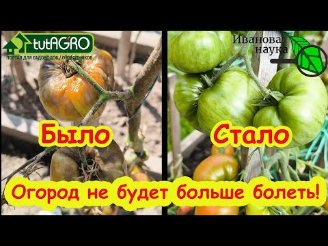 ОЗДОРОВЛЕНИЕ ПОЧВЫ ПОСЛЕ КАРТОФЕЛЯ и ОГУРЦОВ. Секреты почвоведов: как вернуть здоровье почве! ОЗДОРОВЛЕНИЕ ПОЧВЫ ПОСЛЕ КАРТОФЕЛЯ и ОГУРЦОВ. Секреты почвоведов: как вернуть здоровье почве!