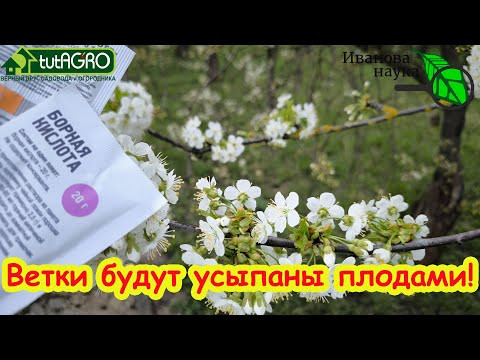УРОЖАЙ УТРОИТСЯ С ЭТОЙ ПОДКОРМКОЙ! Куча завязей и защита от холода: саду это нужно как воздух! УРОЖАЙ УТРОИТСЯ С ЭТОЙ ПОДКОРМКОЙ! Куча завязей и защита от холода: саду это нужно как воздух!