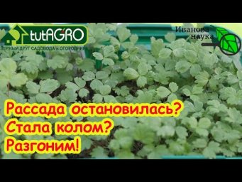 РАССАДА ВСТАЛА и СТОИТ НА МЕСТЕ? Как разогнать любую рассаду на рост и развитие. Активация земляники