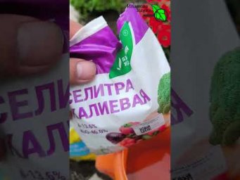 Люди думают, что это ФАЛЬШИВКА ИИ, а это РЕЛЬНЫЙ УРОЖАЙ!  Ни одна слива не отвалится и не сгниет