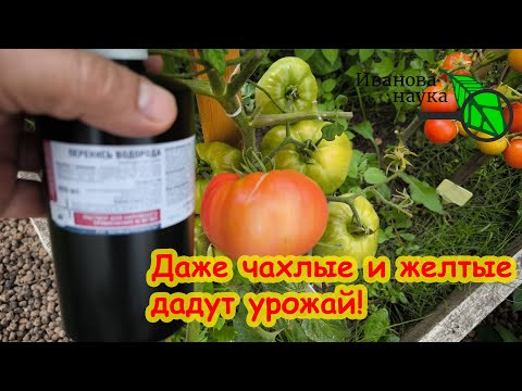 ПОЛЕЙТЕ ТАК 1 РАЗ и ДАЖЕ ЧАХЛЫЕ ТОМАТЫ и ОГУРЦЫ ДАДУТ УРОЖАЙ! Оздоровление почвы перекисью водорода. ПОЛЕЙТЕ ТАК 1 РАЗ и ДАЖЕ ЧАХЛЫЕ ТОМАТЫ и ОГУРЦЫ ДАДУТ УРОЖАЙ! Оздоровление почвы перекисью водорода.