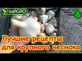 ЧЕСНОК ЗАМАЧИВАТЬ НЕ ОБЯЗАТЕЛЬНО, но желательно. Лучшие способы замачивания чеснока перед посадкой.
