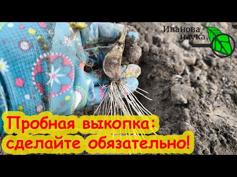 КРУПНЫЕ ГОЛОВКИ ДАЖЕ ИЗ МЕЛКИХ ЗУБКОВ! Что делать, если чеснок плохо растет.