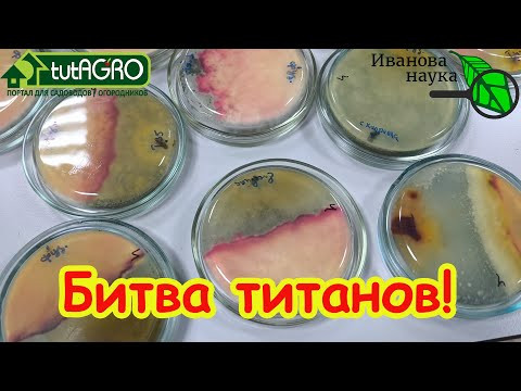 ТРИХОДЕРМА - БЕСПОЛЕЗНАЯ ТРАТА ДЕНЕГ? Открытие правды о Триходерме для огорода.