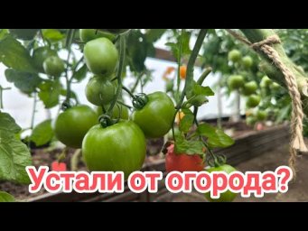 ПОЛИВАЮ ЭТИМ ОГОРОД и НЕТ НИКАКИХ БОЛЕЗНЕЙ. Помогает от фитофторы и не только.
