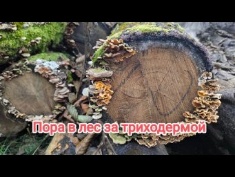 УСПЕЙТЕ, ПОКА НЕ ВЫПАЛ СНЕГ! Идём в лес за триходермой. Бесплатная триходерма.