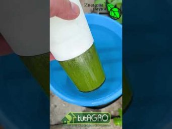 ЕГО ДОЛГО СКРЫВАЛИ! Бесплатная подкормка, от которой огород сойдет с ума! Лейте ЭТО под корень!