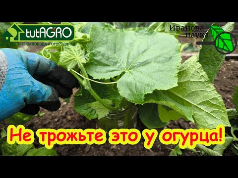 НЕ ОТРЕЗАЙТЕ ЛИШНЕГО У ОГУРЦА! Не трогайте это у огурца и он будет отлично расти и давать урожай! НЕ ОТРЕЗАЙТЕ ЛИШНЕГО У ОГУРЦА! Не трогайте это у огурца и он будет отлично расти и давать урожай!