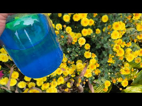 КУПОРОС - ЭТО ЯД! Как обезвредить медный купорос. Очистка почвы от купороса. Купорос для сада. КУПОРОС - ЭТО ЯД! Как обезвредить медный купорос. Очистка почвы от купороса. Купорос для сада.
