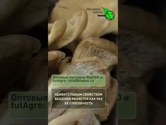 Потратил 1 рубль и обновил всю почву на участке! Мой секретный способ. Дешевый способ очистить землю