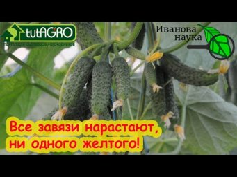 Даже дохлые огурцы вмиг пойдут в рост и не будут болеть, если сделаете так! Самое ценное средство!