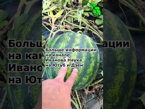 Очередной спелый арбуз. КОГДА УЖЕ ПОРА СОБИРАТЬ АРБУЗЫ. Верный признак готовности арбуза к уборке. Очередной спелый арбуз. КОГДА УЖЕ ПОРА СОБИРАТЬ АРБУЗЫ. Верный признак готовности арбуза к уборке.