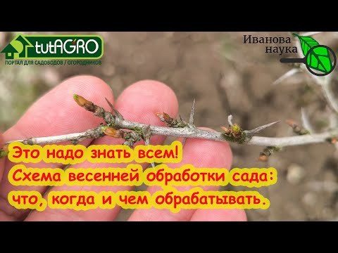 ВЕСЕННЯЯ ОБРАБОТКА САДА: 4 фазы развития почек и какие препараты когда использовать. Полная схема.