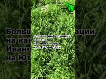 ЛУЧШЕЕ, ЧТО МОЖНО СДЕЛАТЬ С СИДЕРАТАМИ ПОСЛЕ ЗАМОРОЗКОВ.