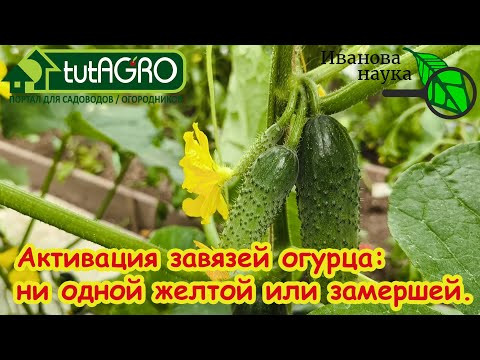ЛИСТЬЯ ЖЕЛТЕЮТ, А ЗАВЯЗИ ОТВАЛИВАЮТСЯ? Вот очень просто решение от желтых листьев и завязей огурца.